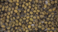 seed