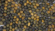 seed