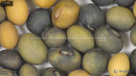 column seed