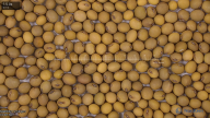 seed