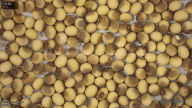 seed