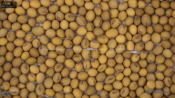 seed