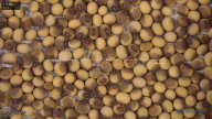 seed