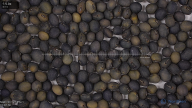seed