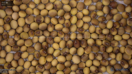 seed
