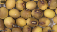 column seed