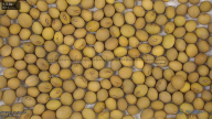 seed