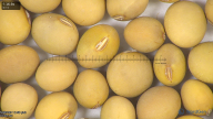 column seed
