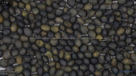 seed