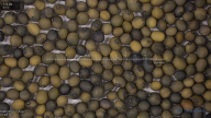 seed