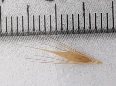 column Spikelet