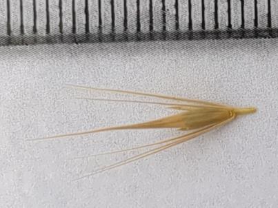 column Spikelet