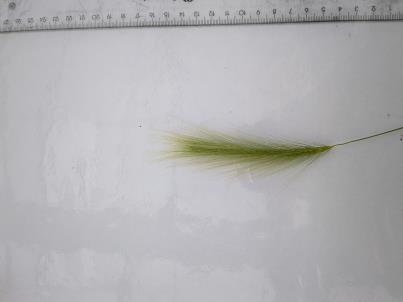 column SPIKE