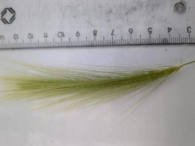 column SPIKE