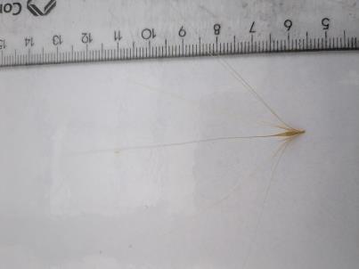 column Spikelet