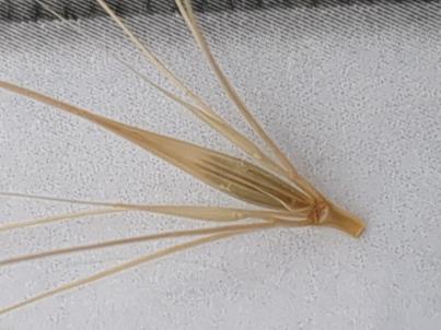 column Spikelet