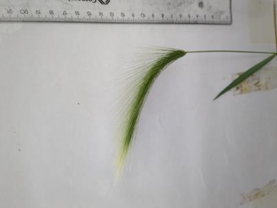 column SPIKE