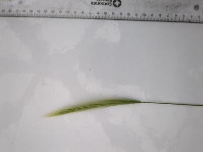 column SPIKE