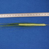 Click for 2 image(s) for this accession. Image