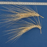 Click for 3 image(s) for this accession. Image