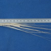 Click for 3 image(s) for this accession. Image