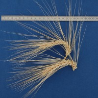 Click for 1 image(s) for this accession. Image