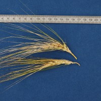Click for 1 image(s) for this accession. Image