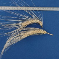 Click for 1 image(s) for this accession. Image