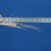 Click for 2 image(s) for this accession. Image