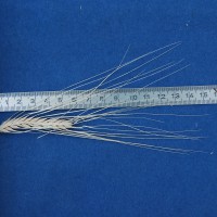 Click for 3 image(s) for this accession. Image
