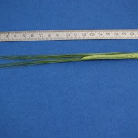 Click for 2 image(s) for this accession. Image