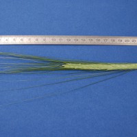 Click for 3 image(s) for this accession. Image
