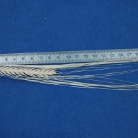 Click for 5 image(s) for this accession. Image