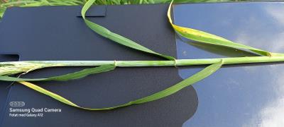 column Stem