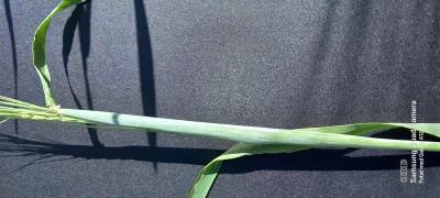 column Stem