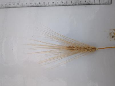 column SPIKE