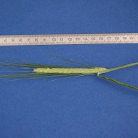 Click for 4 image(s) for this accession. Image
