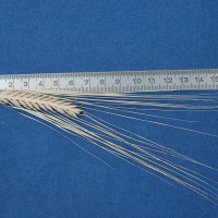 Click for 2 image(s) for this accession. Image