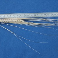 Click for 1 image(s) for this accession. Image