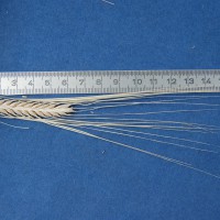 Click for 3 image(s) for this accession. Image