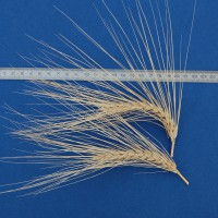 Click for 2 image(s) for this accession. Image