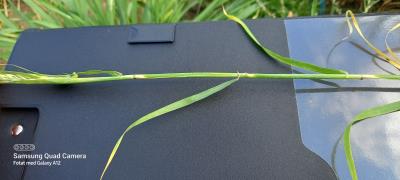 column Stem