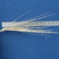 Click for 4 image(s) for this accession. Image