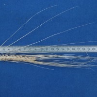 Click for 3 image(s) for this accession. Image