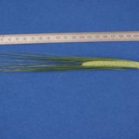 Click for 3 image(s) for this accession. Image