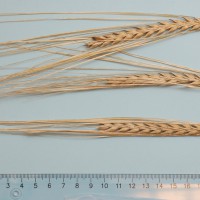 Click for 3 image(s) for this accession. Image