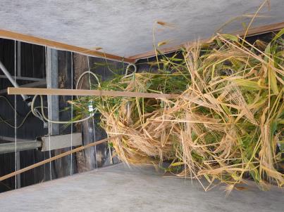 column PLANT