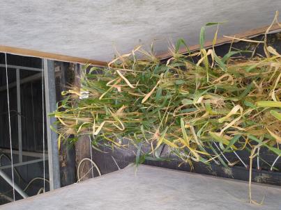 column PLANT