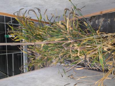 column PLANT
