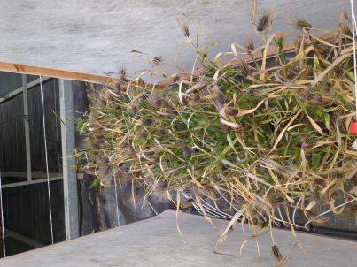 column PLANT